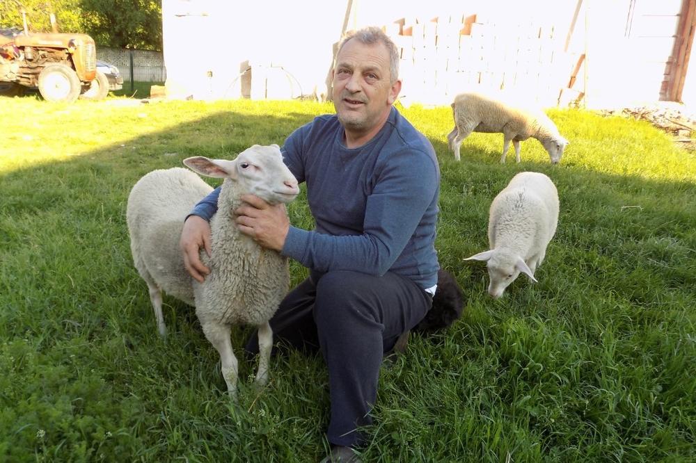 MILORAD JE PRVI SRPSKI SAJBER PASTIR: Živi u Austriji, a ovce u zavičaju čuva preko kamere i monitora?! HIT U PETROVCU NA MLAVI