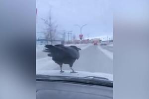 NESVAKIDAŠNJA SCENA: Ogromna crna ptica mu je sletela na haubu kola, a onda je uradila ovo (VIDEO)