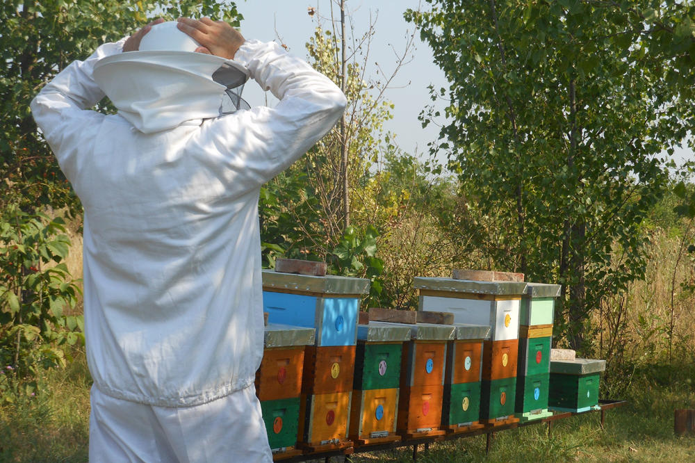 POMOR PČELA U KIKINDI, PČELARI OČAJNI! Godinama nas truju, sad je je stradalo nekoliko stotina košnica (FOTO)