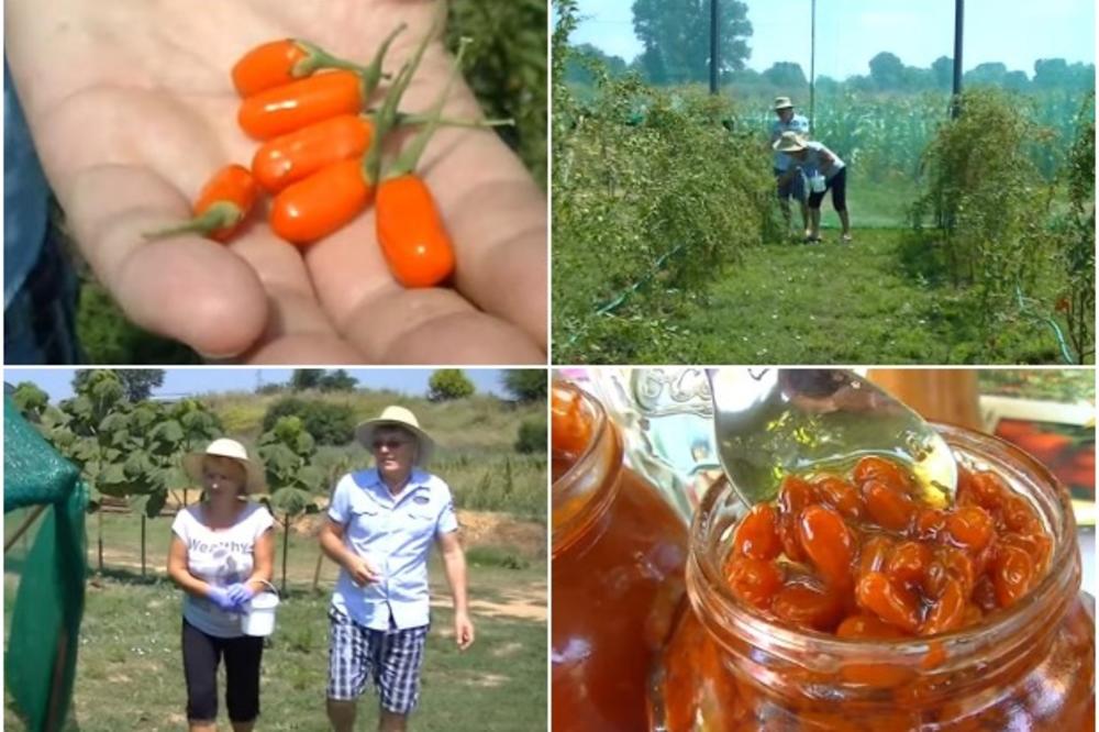 LJUBIŠA IZ NIŠA IZLEČIO SE OD RAKA I OTAD GAJI OVE BOBICE: Podržali su ga žena i oba sina, a danas ima rasadnik i plantažu! Ovo voće nikad se ne prska i samo 100 grama košta 500 dinara