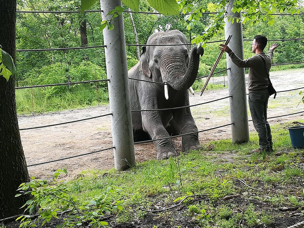Azijski slon s trenerom