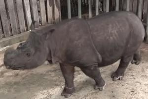 TAM ŽIVEO OKO 30 GODINA: Uginuo poslednji mužjak sumatranskog nosoroga u Maleziji, na svetu ih ostalo manje od 80 (VIDEO)