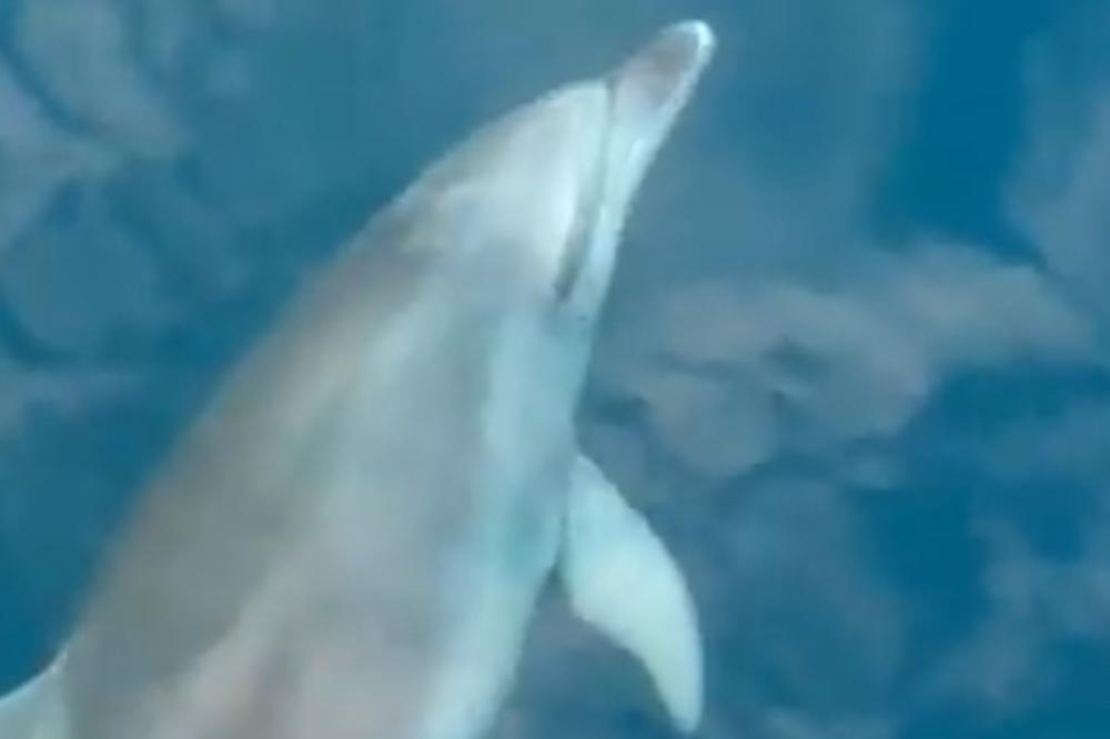 JOŠ NIKAD NISAM DOŽIVEO DA NAM PRIĐU TAKO BLIZU: Delfini oduševili ribara kod Rovinja (VIDEO)