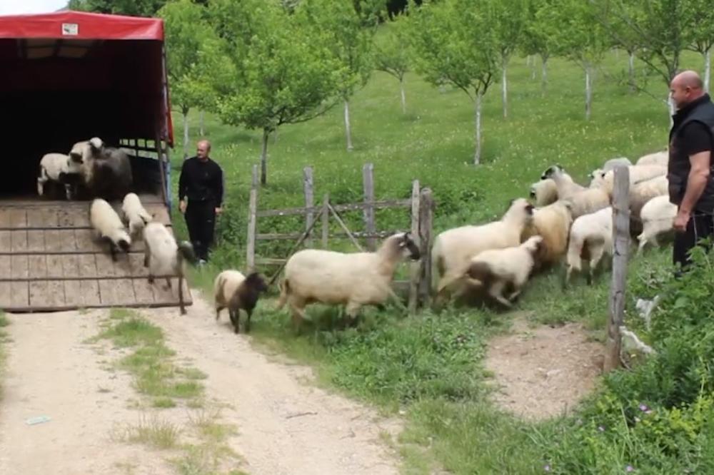 HUMANOST STOČARA UJEDINILA BiH: Porodici iz Foče vukovi poklali stado, a kolege iz cele zemlje odmah reagovale! (VIDEO)