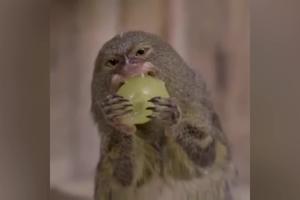 UTRKUJU SE KO ĆE VIŠE POJESTI! Mali majmuni sa takvom slašću jedu grožđe da se prosto dave u njemu! (VIDEO)