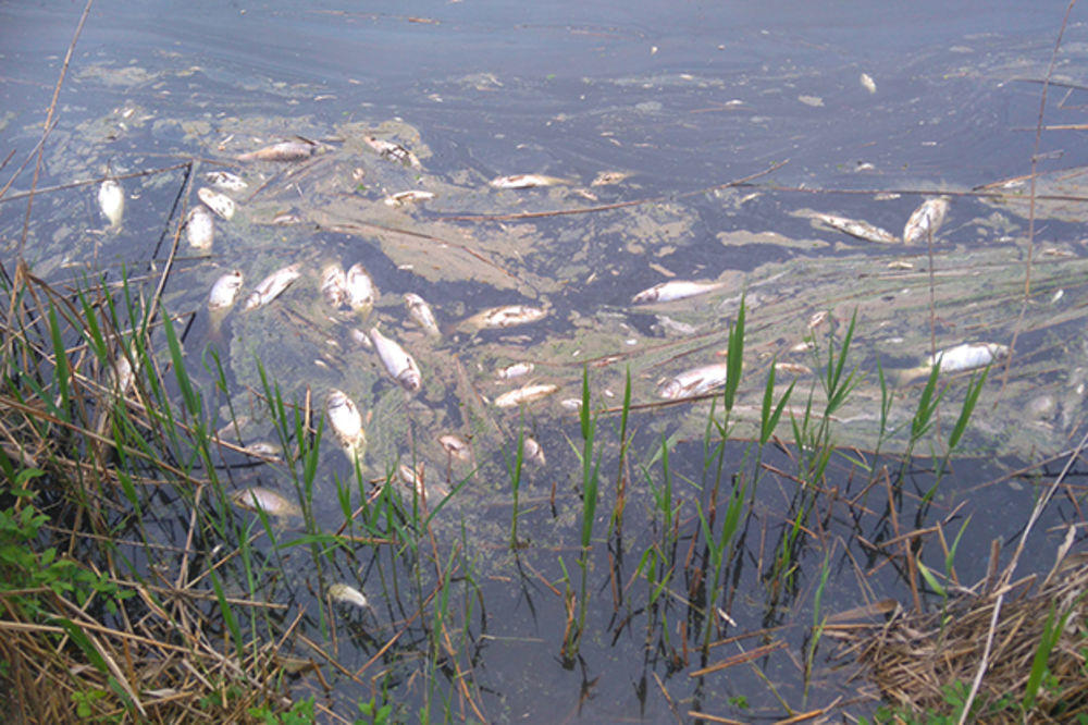 KATASTROFALAN PRIZOR KOD IĐOŠA: Šarani od 10 kilograma mrtvi plutaju kanalom, pecaroši razočarani (FOTO)