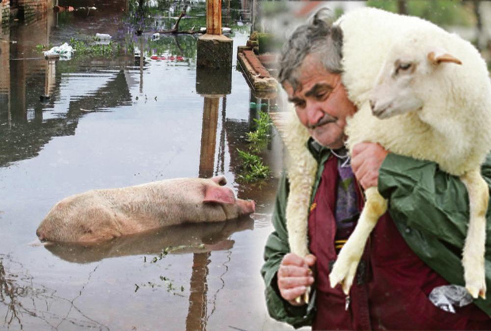 čovek, ovca, svinja, ilustracija, poplava, spašavanje