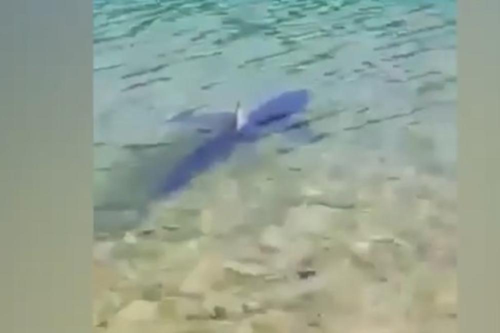 UZBUNA NA JADRANU: Morski pas pliva u plićaku jedne hrvatske plaže! (VIDEO)