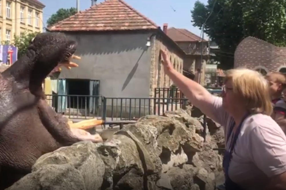 NESVAKIDAŠNJA SCENA U BEOGRADSKOM ZOO VRTU: Pogledajte kako baka Milica razgovara sa nilskim konjima! (KURIR TV)
