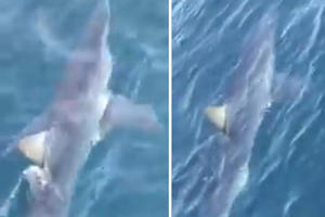 PANIKA KOD MAKARSKE! VELIKA AJKULA KRSTARI UZ OBALU: Morski pas viđen u Jadranu dva puta u tri dana! (VIDEO)
