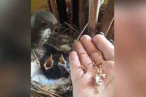 BEBE, STIGLI CRVIĆI! Evo kako pomažu mami ptici da nahrani mlade! (VIDEO)