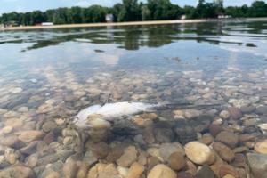 PRLJAVA I MUTNA VODA NA ADI CIGANLIJI: Mrtve ribe plutaju po vodi