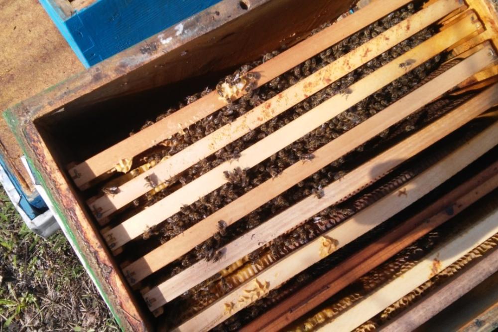I DALJE NEJASAN UZROK POMORA 50 MILIONA KIKINDSKIH PČELA: Nema utehe za ojađene pčelare, ostali bez sigurnog prihoda