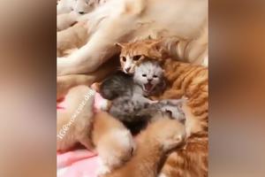 KO KAŽE DA NE MOGU DA SE SLOŽE?! Ženka psa i mačka spavaju zajedno sa svojim mladuncima dok ih oni sisaju (VIDEO)