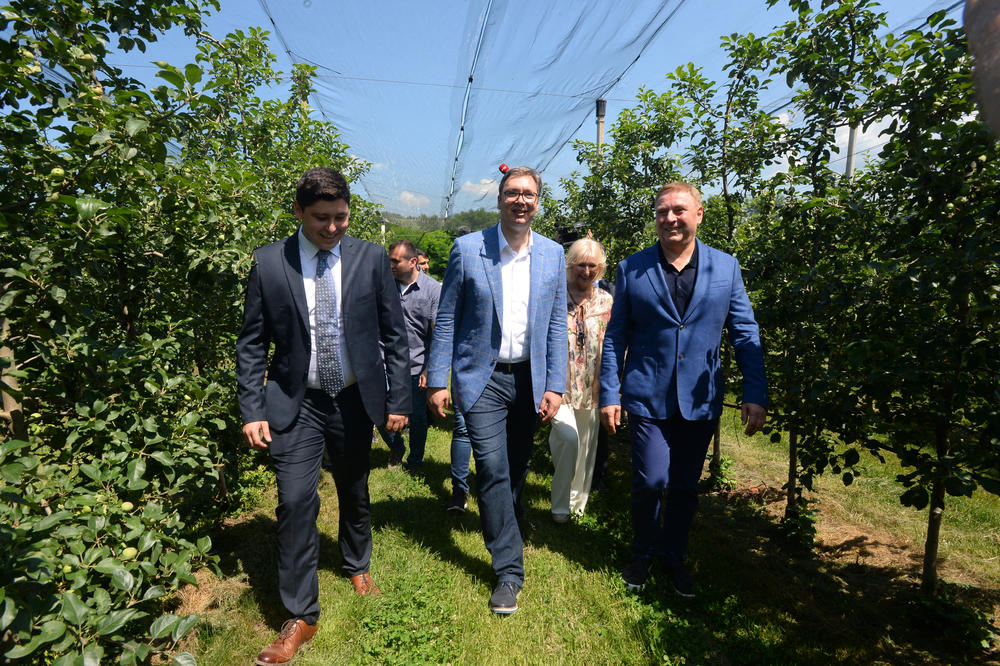 VUČIĆ OBIŠAO ZASAD JABUKE U  ZAJEČARSKOM OKRUGU I ODUŠEVIO SE: Lepše je nego u Italiji, pomoći ćemo preradu voća