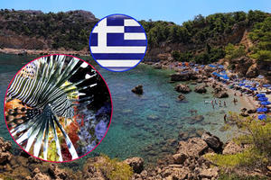 UPOZORENJE PRED ODLAZAK NA ODMOR: SMRTONOSNE RIBE vrebaju turiste u Grčkoj!