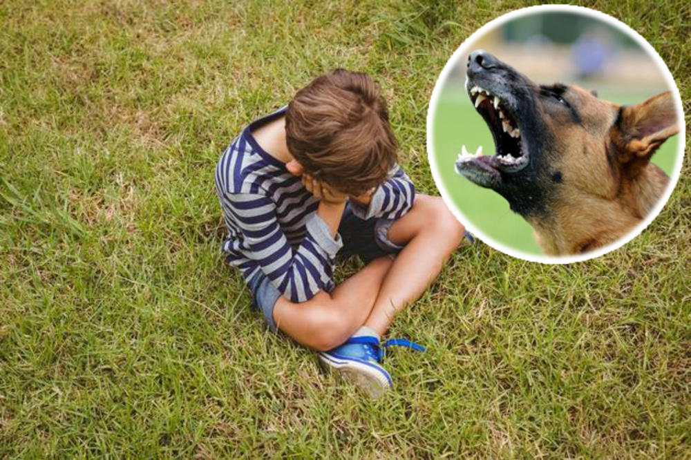 PAS NAPAO DEČAČIĆA (5) U ŠKOLSKOM DVORIŠTU: Mališan hteo da ga pomazi, životinja ga ujela za butinu