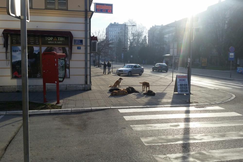 VALJEVO ISPLATILO 30.000 EVRA ZA UJEDE PASA: Među napadnutima i osmoro dece! Vlasnički psi ujedaju više nego lutalice