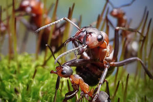 ČUDO PRIRODE ILI IRONIJA? Ovi indijski mravi imaju sposobnost da po potrebi smanje mozak i povećaju jajnike