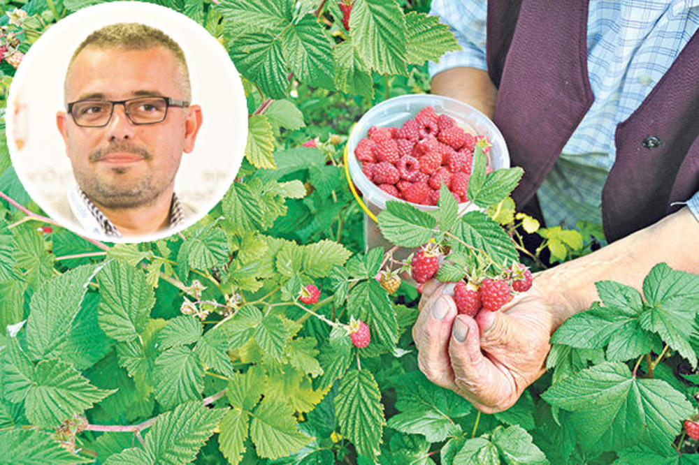 NEDIMOVIĆ: Cena malina će možda nadmašiti 150 dinara