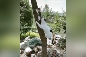 E TO JE PRAVA MAJKA! Pogledajte kako mačka skida malo mače sa drveta, popelo se i ne ume da siđe! (VIDEO)