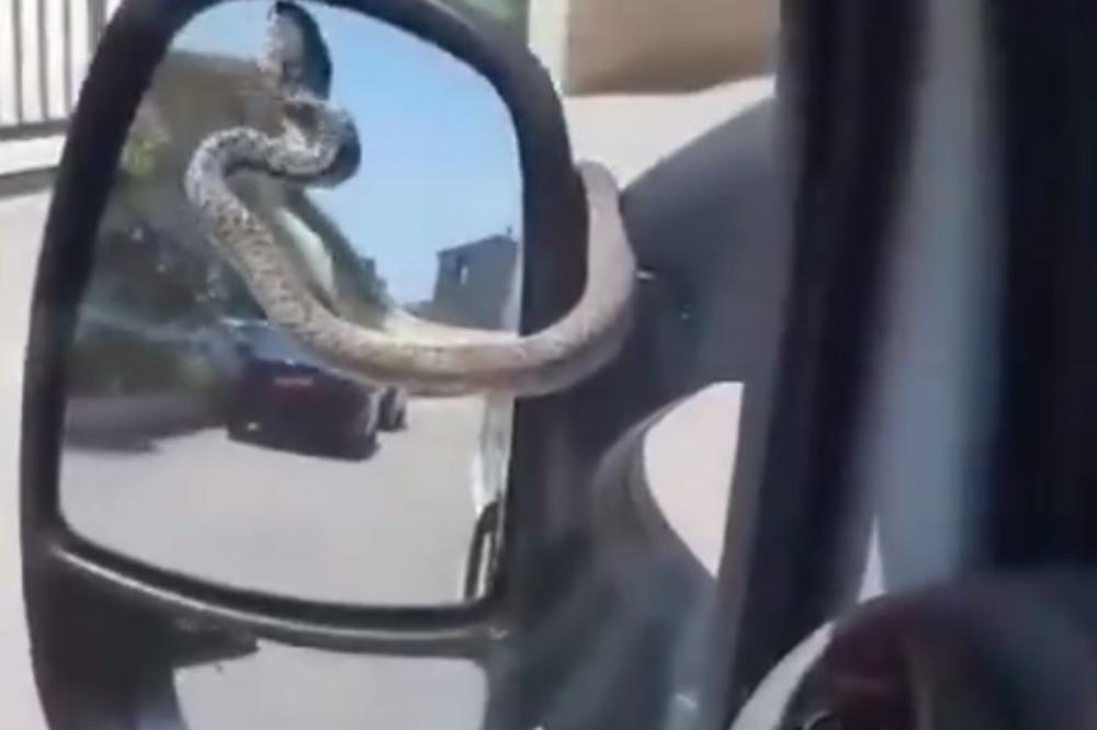 EVO ŠTA SE DESI KAD PARKIRATE ISPOD BOROVA: Snimio kako mu se zakačila zmija za retrovizor, ali najviše pažnje su privukli komentari! (VIDEO)