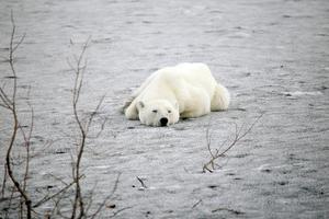 UPOZNAJTE POLARNOG GRIZLIJA: Kritično ugroženi polarni medvedi pare se sa grizlijima na Aljasci da bi preživeli klimatske promene