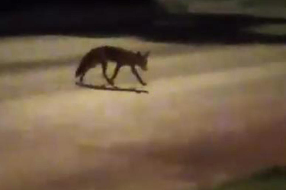 ŠOK SNIMAK IZ PANČEVA: Lisica opušteno šeta centrom grada! Prolaznici ZABEZEKNUTI prizorom! (VIDEO)