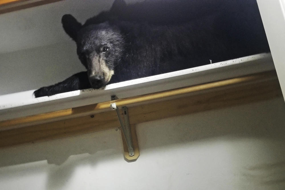 OVOGA NEMA NI KOD DIZNIJA: Medved upao u kuću, napravio nered pa zaspao u plakaru! Kad ga je policija probudila, mrzelo ga da izađe! (VIDEO, FOTO)