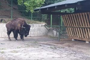 POSEBNA POŠILJKA IZ BEOGRADSKOG ZOO-VRTA: U Sarajevo stigao američki bizon težak 500 kila (FOTO)