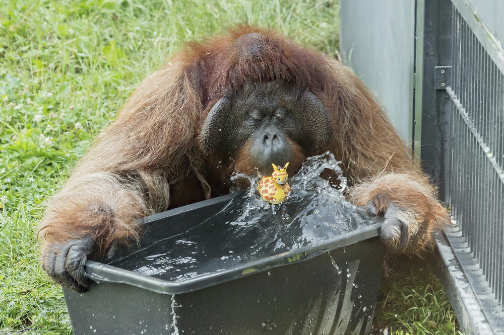 MORAJU I ONI DA SE RASHLADE: Ovako se protiv vreline bore orangutani u bečkom zoo-vrtu (FOTO)