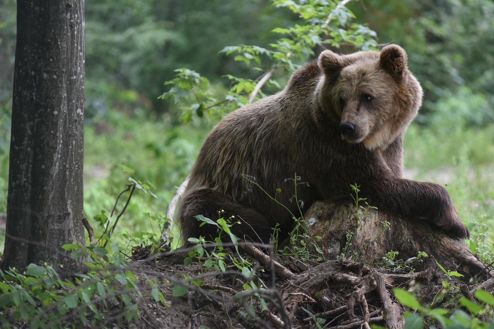 PENZIONERA NA VELEBITU NAPAO MEDVED: Šeteo se šumom, a onda je čuo riku! Životinja je skočila na njega i stravično ga povredila, život mu spasili psi!