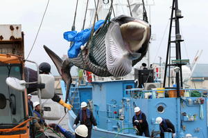 UŽASNE SCENE IZ JAPANA: Kad bi kitovi mogli da vrište, industrija bi prestala ovo da radi! Posle 30 godina zabrane, krenuli u lov na sisare! (UZNEMIRUJUĆI FOTO)