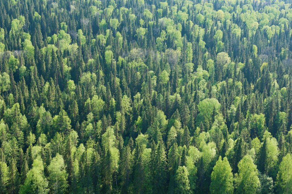 DOBRE VESTI: U poslednjih 20 godina ponovo izrasla šuma veličine Francuske, ali stručnjaci kažu da je pred nama dug put