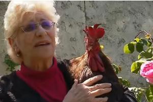 OVAKVO SUĐENJE JOŠ NISTE VIDELI: Petao Moris na optuženičkoj klupi jer kukuriče mnogo rano i glasno! I to u Francuskoj, gde je nacionalni simbol! (VIDEO)