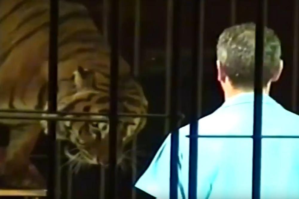 HOROR U ITALIJANSKOM CIRKUSU: 4 podivljala tigra ubila svog trenera, igrala se njegovim telom dok nisu došli lekari (VIDEO)