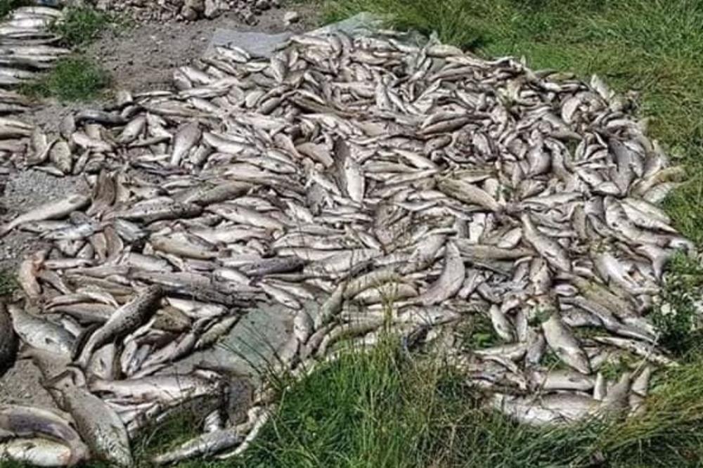VELIKA EKOLOŠKA KATASTROFA U CRNOJ GORI: Rekama teče bela voda, pune su mrtve ribe, a evo ko je kriv (FOTO)