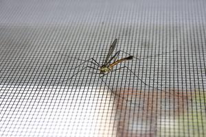 POMEŠAJTE OVA 3 SASTOJKA, PROMUĆKAJTE I POPRSKAJTE OVU MEŠAVINU PO KUĆI: Za 2 sata svi komarci, muve i bubašvabe nestaće iz STANA!
