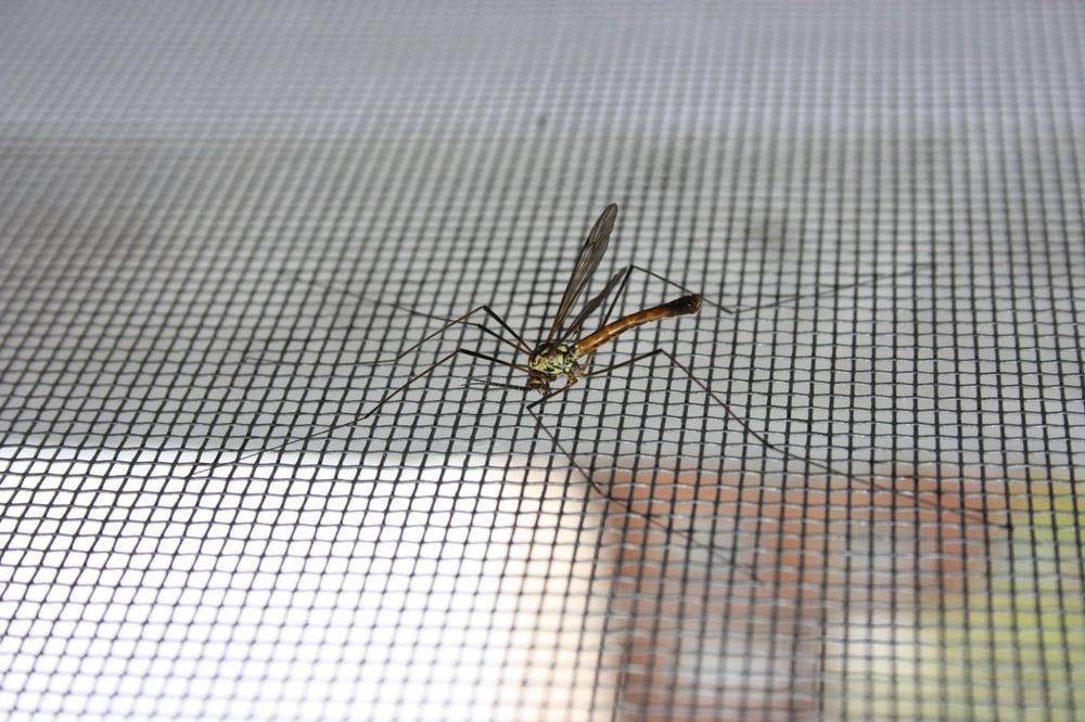 EVO KAKO DA PREPOZNATE SIMPTOME GROZNICE ZAPADNOG NILA: Kada ubod komarca može biti opasan i rizičan?