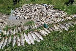 EKOLOŠKI GENOCID U ĆEHOTINI: Izvađena tona ribe otrovane hemikalijama iz termoelektrane