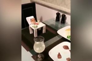 RUČAK UDVOJE! Iako je veličine dečije pesnice, on ima stočić, stolicu, tanjirić, pribor za ručavanje, čak i svoju čašu (VIDEO)