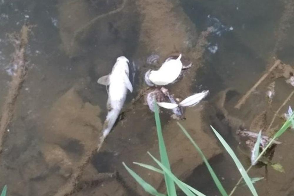 UŽAS U RECI JABLANICI U OKOLINI MEDVEĐE: Ribolovci zgroženi prizorom, voda se ne vidi od umrlih riba (FOTO)