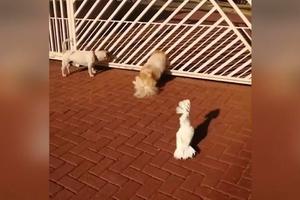 PAPAGAJ KOJI OPASNO LAJE! Živi sa tri psa, čuvaju kuću zajedno, ali kad on zalaje i nakostreši se, niko ne sme ni blizu kapije da priđe! (VIDEO)