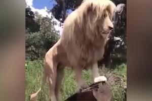 KO LI TE SAMO ČEŠLJA, KADA SI TAKO LEP?! Da li ovaj lav ubedljivo ima najlepšu frizuru? Procenite sami! (VIDEO)