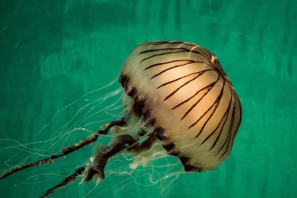 KAKVA NEMAN VREBA IZ DUBINA: Krenuli da rone, a onda naišli na meduzu veću od čoveka! (FOTO, VIDEO)
