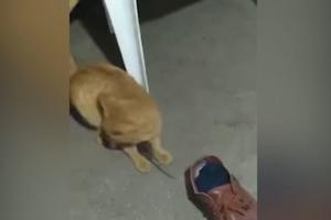 PRAVI TOM I DŽERI! Maca uporno gura miša u cipelu, ali on bi napolje, a kad istrči kreće jurnjava kao u crtanom filmu! (VIDEO)