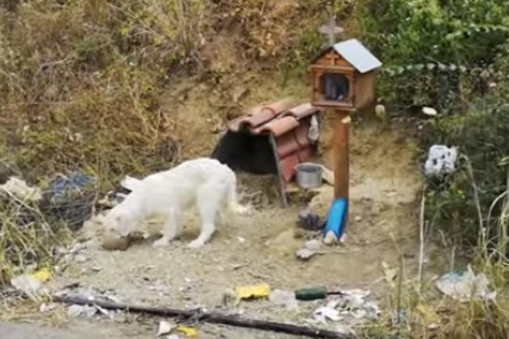 PRIČA KOJA JE SVE POGODILA: Pas se već 18 meseci ne pomera sa mesta na kome mu je poginuo vlasnik! Niko nije uspeo da ga udomi (VIDEO)