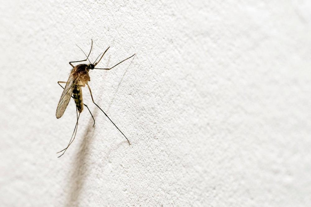 NE ZUJE, A OSTAVLJAJU BOLNE PLIKOVE: U Hrvatskoj najezda ogromnih komaraca, stručnjaci sumnjaju na NETIPIČNU VRSTU