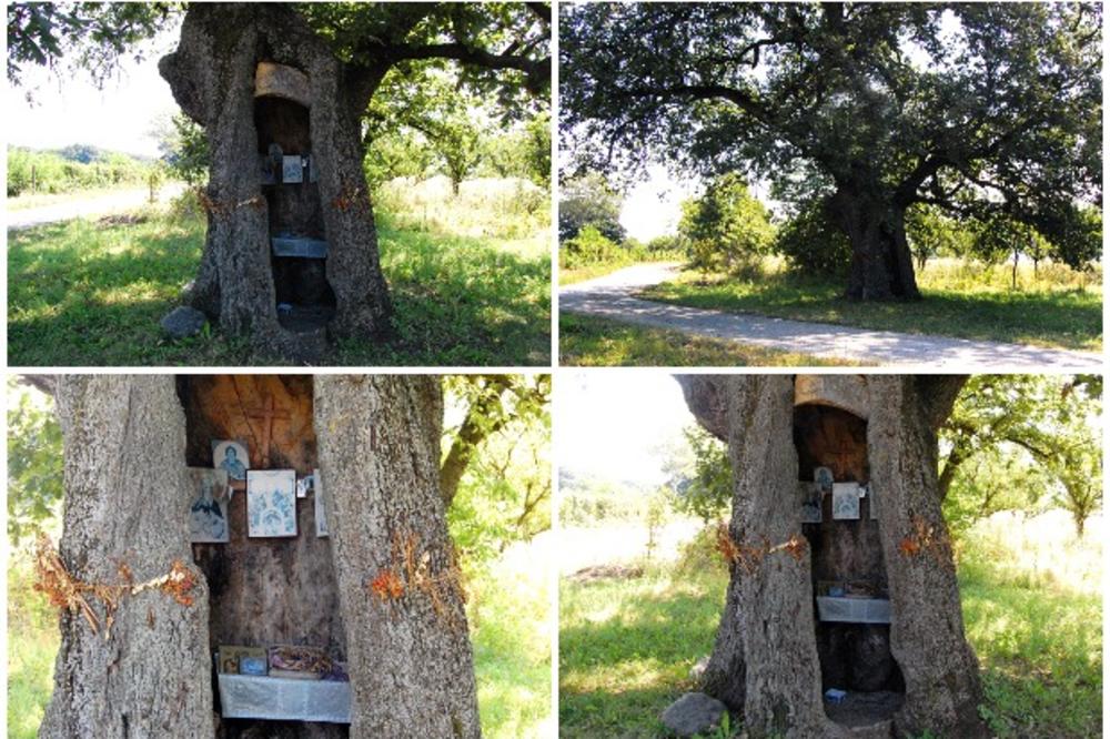 NA HRASTU U KRALJEVU PRIRODA UREZALA KRST, A ONDA SE DOGODILO ČUDO: Na tom mestu danas se okupljaju mnogi da bi se pomolili (FOTO)