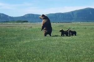KAKO MAMA KAŽE! Medvedići prate majku u stopu i uče od nje važnu pouku! (VIDEO)